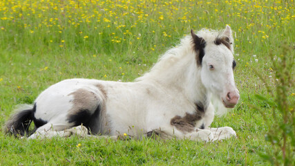 Obraz premium Horses