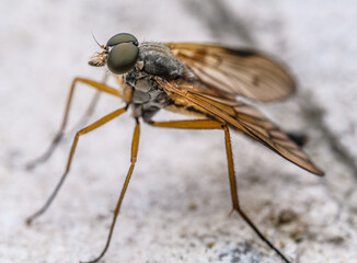 downlooker snipefly (Rhagio scolopaceus) in high detail