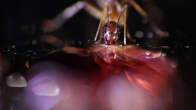 close-up video of ants consuming sugar