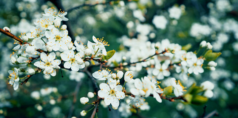 Banner natural nature, space for copying. Beautiful flowers on the tree bloom in the sun. Spring flowering of plants after winter.