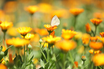 Beautiful white butterfly on calendula flower outdoors