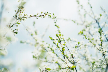 Banner natural nature, space for copying. Beautiful flowers on the tree bloom in the sun. Spring flowering of plants after winter.