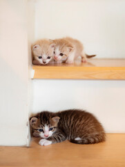 Two white kittens on the stairs are peeking at the tabby.