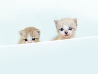 two kittens behind a white wall