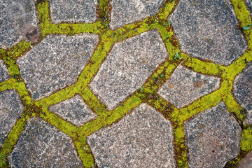 moss grows through rocks in nature