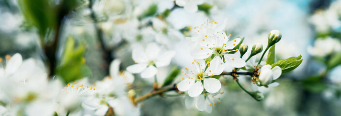 Beautiful flowers on the tree bloom in the sun. Spring flowering of plants after winter. Banner natural nature, space for copying.