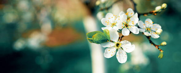 Beautiful nature background, space to copy. Spring flowers bloom in the warm season.