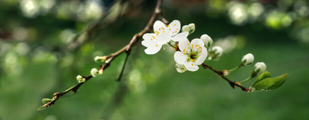Pure natural ingredients for cosmetics. Springtime is the flowering of nature. Copy space. A beautiful white flower blooms after winter.