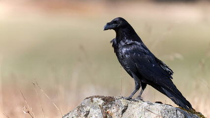 Obraz premium Raven on a rock