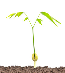 tree sprout isolated on white