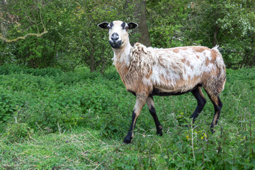 Obraz premium sheep on a meadow (area Veere - Holland)