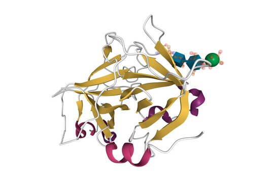 Structure of recombinant coagulation factor beta-XIIa, 3D cartoon model, secondary structure color scheme, based on PDB 6gt6, white background