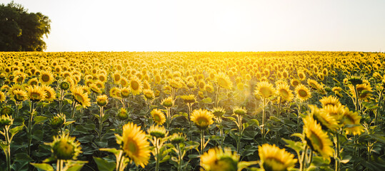 Beautiful panoramic view of a field of sunflowers in the light of the setting sun..Yellow sunflower...