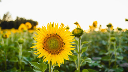 Fototapeta premium Beautiful panoramic view of a field of sunflowers . Yellow blossom sunflower close up. Beautiful summer landscape with blue sky and flowering field. Rich harvest Concept.