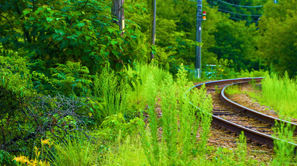 自然を走る列車の通り道