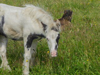 white horse foal