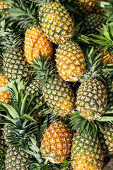 Fototapeta premium Fresh harvest of juicy pineapple from the farm