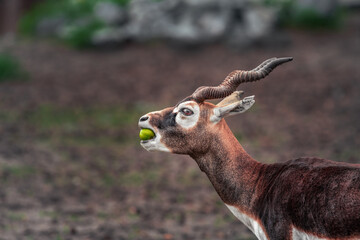 Naklejka premium Eine Antilope mit großen Hörnern frisst einen Apfel