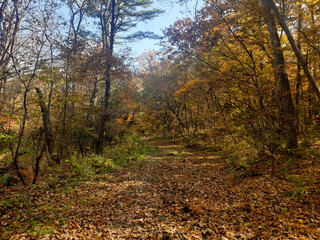 autumn in the forest