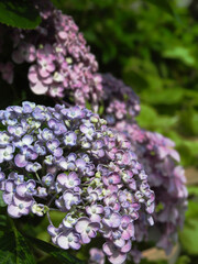 ウズアジサイの花