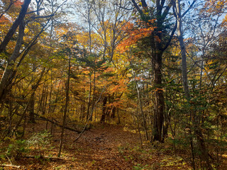 autumn in the forest