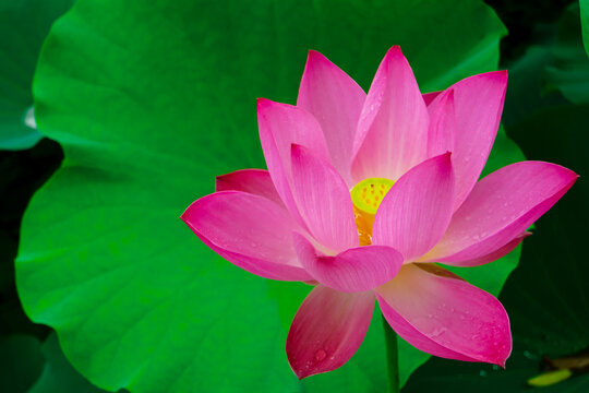 Close-up of big beautiful pink lotus flower or waterlily on the pond. Floral background.