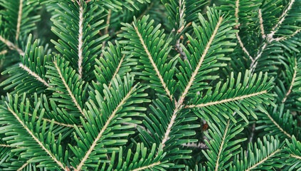 Coniferous branches as plant background.