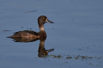 Female Tufted Duck (Aythya fuligula) swimming on a lake  at Ham Wall in Somerset, United Kingdom. 