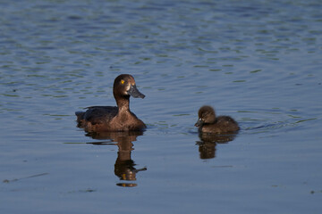 Female Tufted Duck (Aythya fuligula) with chick on swimming on a lake  at Ham Wall in Somerset, United Kingdom. 