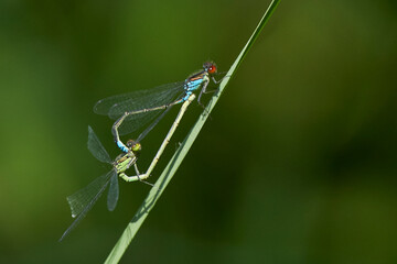 Damselfly mating whilst on the frond of a plant at at Ham Wall in Somerset, United Kingdom. 