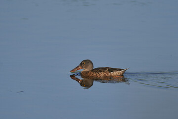 Female shoveler (Anas clypeata) swimming across a lake at Ham Wall in Somerset, United Kingdom. 