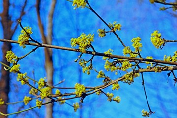 Blüten Kornelkirsche