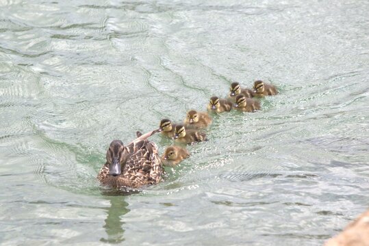 a group of ducks © JosJulin