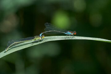 Damselfly mating whilst on the frond of a plant at at Ham Wall in Somerset, United Kingdom. 