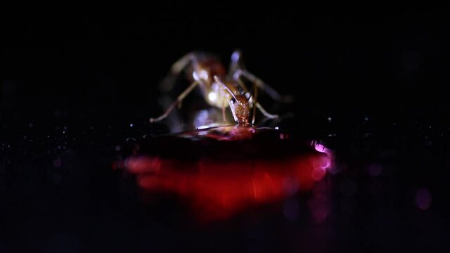 close-up video of ants consuming sugar