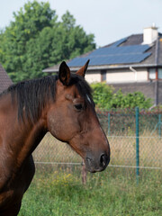 Portrait photo of a brown horse with a black mane