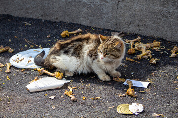 a hungry street cat on the pavement and a lot of bones and trash around it