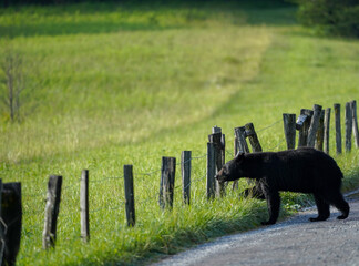 Baby American black bear by the fence on the field on a sunny day