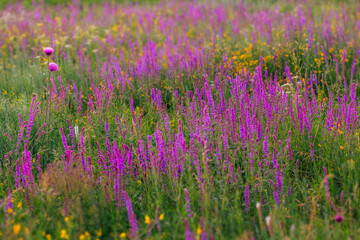 Obraz premium Meadow summer flowers. Purple and lilac colors. Blooming sage. Blooming meadow on a summer sunny day.