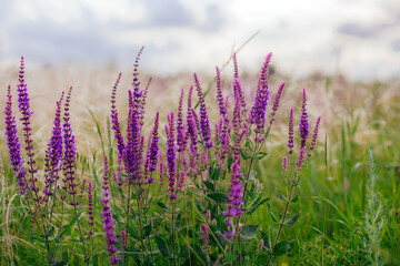 Meadow summer flowers. Purple and lilac colors. Blooming sage. Blooming meadow on a summer sunny day.