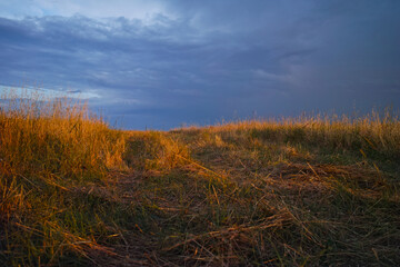 Fototapeta premium sunset in the forest
