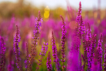 Meadow summer flowers. Purple and lilac colors. Blooming sage. Blooming meadow on a summer sunny day.