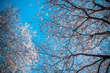 시골길 벚꽃 만개