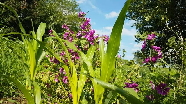 Purple wild mallow growing in a corn field, also called malva sylvestris or malve