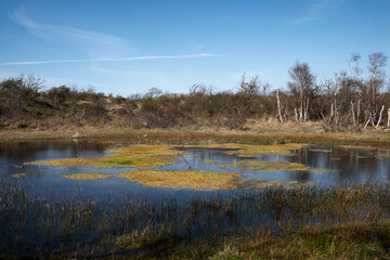 lake in the forest dunes of Rockanje - Holland)