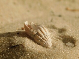seashells on the sand