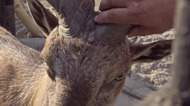 A man's hand scratching a contented screw-horned goat