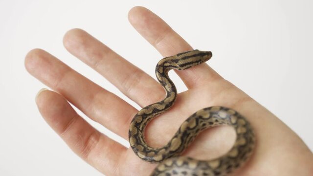 Small python in a human hand. Baby snake close up. Isolated on white, 4K UHD.