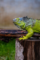 The green iguana or American iguana on old tree, mostly herbivorous species of lizard.