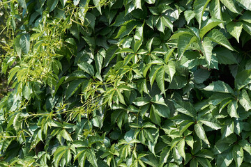 Solid wall of leaves. Living wall. Texture, background.

